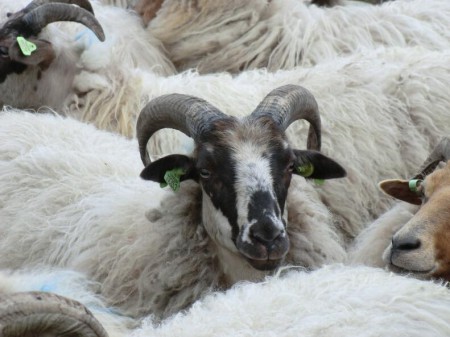 Mooi getekende bonte Drent