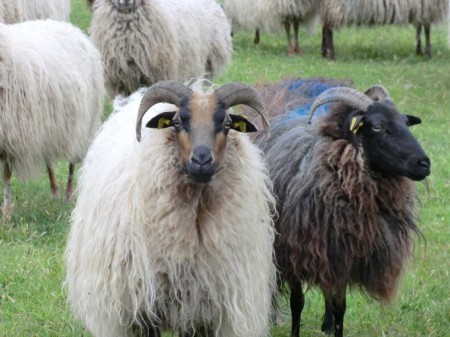 Links een Dassenkop Drent en rechts een zwarte Drent