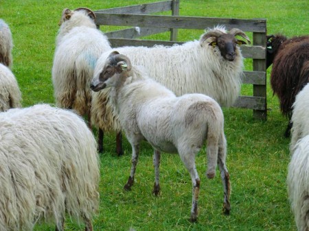 Deze was al op natuurlijke wijze haar vacht verloren