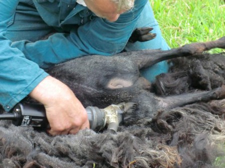 De staart niet vergeten