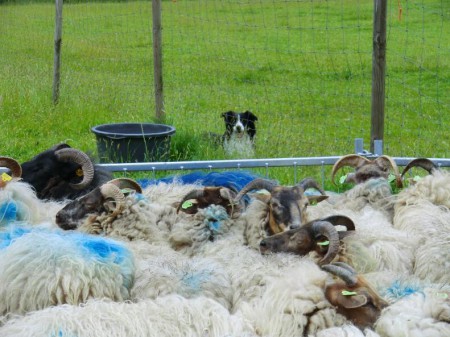Je moet de schapen natuurlijk wel goed in de gaten houden...