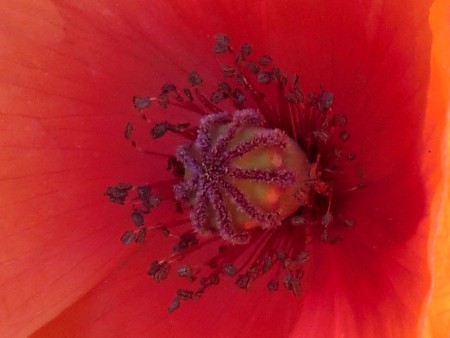 De kern van een klaproos