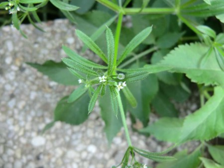 Ook kleefkruid kan mooi zijn