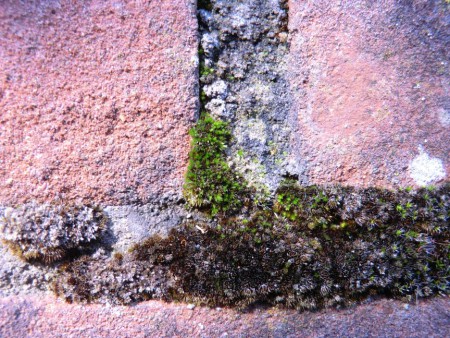 Mos in een muurtje