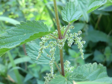 Brandnetel in bloei
