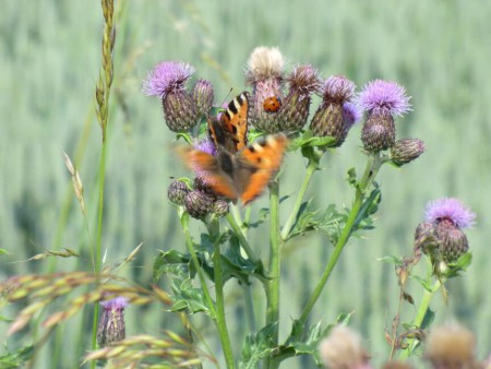 Kleine Vossen op Akkerdistel en ook nog een Lieveheersbeestje