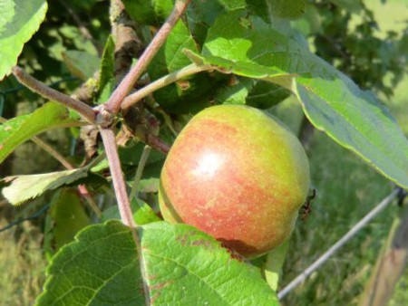 De enigste appel aan de boom dit jaar