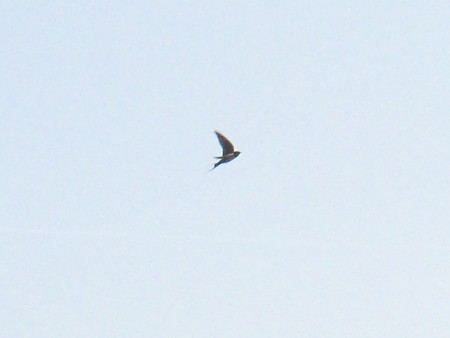 Zwaluw in volle vlucht op jacht naar voedsel voor de jongen