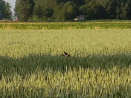 Ouder zwaluw op jacht