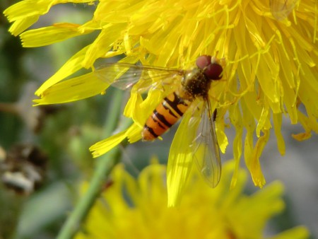 Pyjamazweefvliegen - Episyrphus Balteatus