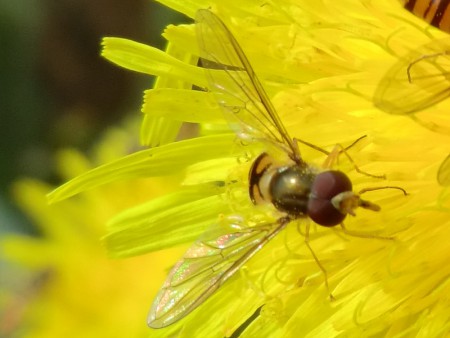 Pyjamazweefvlieg - Episyrphus Balteatus