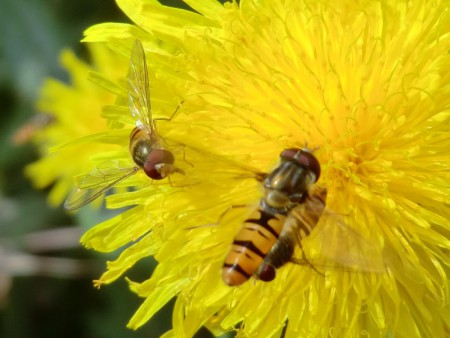 Pyjamazweefvliegen - Episyrphus Balteatus