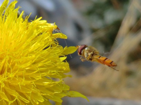 Pyjamazweefvlieg - Episyrphus Balteatus