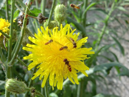 Pyjamazweefvliegen - Episyrphus Balteatus