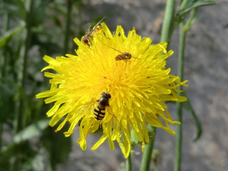 Pyjamazweefvliegen - Episyrphus Balteatus en een Terrasjeskommazwever - Eupeodes Corollae