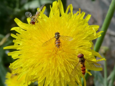 Pyjamazweefvliegen - Episyrphus Balteatus