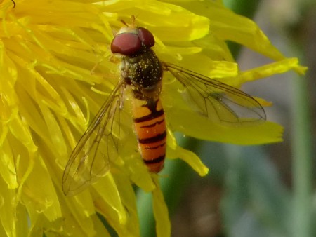 Pyjamazweefvlieg - Episyrphus Balteatus